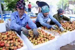 Ponen a la venta lichi Thanh Ha de Vietnam en plataforma de e-comercio