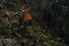 Honrarán a organizaciones e individuos por conservación de la vida silvestre en Vietnam