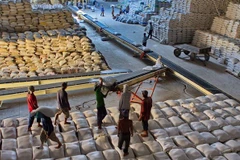 Vietnam exporta 638 mil toneladas de arroz al extranjero en primer bimestre