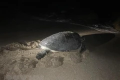 Liberan al mar tortuga rara en Vietnam