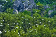 Vietnam promueve cooperación con Fondo Mundial para la Naturaleza