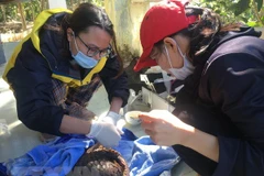 Rescatan animales en peligro de extinción en el Parque Nacional Cuc Phuong de Vietnam