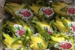 Fruta del dragón vietnamita gana popularidad en Australia