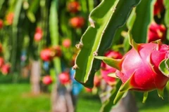 Vietnam busca medidas para llevar pitahaya a la India y Pakistán
