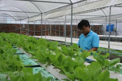 Ciudad Ho Chi Minh se convertirá en 2030 en centro de tecnología agrícola de alta calidad 