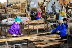 Vietnam por crear área estable de materias primas para industria de procesamiento maderero