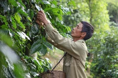 Prevén desafíos para ventas de derivados de árboles industriales de Vietnam