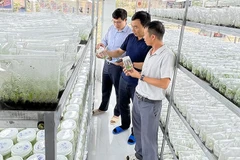 Empresas vietnamitas aceleran transformación digital y verde para lograr avances