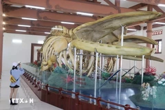 Esqueletos de ballenas en isla vietnamita de Ly Son atraen a los visitantes