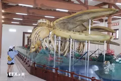 Esqueletos de ballenas en isla vietnamita de Ly Son atraen a los visitantes