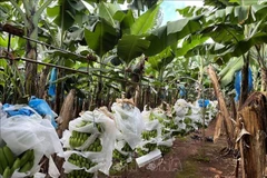 Promueven imágenes de productos orgánicos vietnamitas en Australia