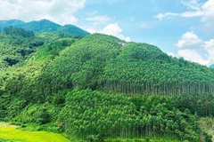 Vietnam determina desarrollar el valor de usos múltiples del ecosistema forestal