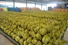 Tailandia espera exportar un millón de toneladas de durián este año