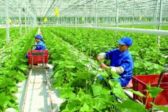 Producción verde ayuda a garantizar agricultura sostenible, según expertos