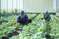 Vietnam busca promover el desarrollo de agricultura orgánica