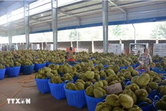 Durián vietnamita representa casi el 32% de las importaciones de China