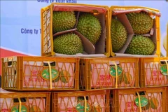 Durián vietnamita representa casi 32% de cuota del mercado en China