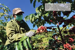 Buon Ma Thuot: destino de café del mundo