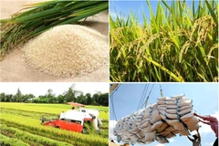 Sector arrocero de Vietnam necesita cadena de producción con conexión más fuerte