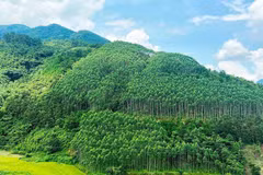 Vietnam ingresa cientos millones de dólares por venta de créditos de carbono forestal