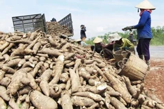 Vietnam fija meta de dos mil millones de USD por exportaciones de yuca