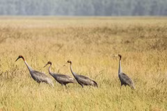 Grullas de corona roja regresan al bosque nacional Tram Chim