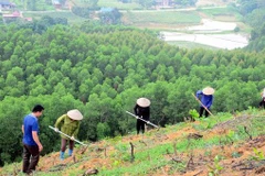 Vietnam avanza en proyecto de plantación de mil millones de árboles