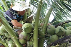Estudian en Italia experiencias para aumentar valor del coco vietnamita