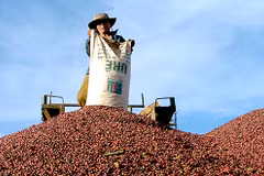 Aumentan exportaciones de productos acuícolas, café y té de Vietnam