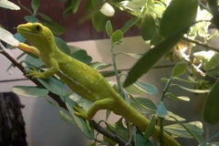 Encuentran 163 nuevas especies en subregión de Mekong