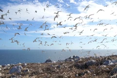 Isla santuario de aves marinas de Con Dao establece un nuevo récord