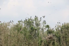 Cigüeñas de pico abierto asiáticas se reúnen en el bosque de Gao Giong en Dong Thap