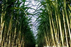 Tailandia reducirá 500 mil toneladas de azúcar de exportación
