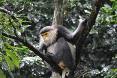 Vietnam se esfuerza para proteger a primate endémico 