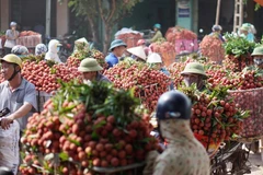 [Fotos] Cultivadores de lichi Luc Ngan disfrutan de cosecha temprana 