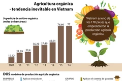 [Infografía] Agricultura orgánica-tendencia inevitable en Vietnam