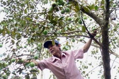 Vietnam trabaja para exportar caimito a mercados mundiales 