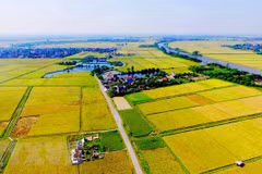 [Video] Positivas perspectivas del sector agropecuario y forestal de Vietnam