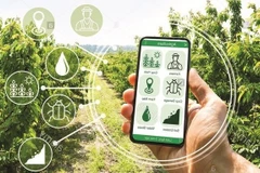 Vietnam fortalece la transformación digital en nuevas zonas rurales 