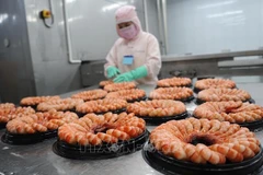 Fortalecen la competitividad del camarón vietnamita