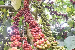 Vietnam por fortalecer proyecto de replantación de café