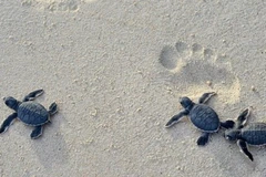 Conservan poblaciones y hábitats de tortugas marinas en Vietnam
