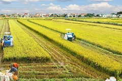 Sostenibilidad avanzará en Vietnam con nueva estrategia de desarrollo agrícola