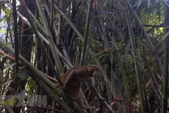 Descubren primates raros en Reserva Natural de Pu Hu 