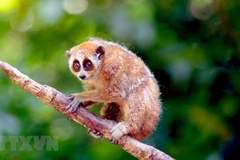 Vietnam se esfuerza por recuperar la vida silvestre