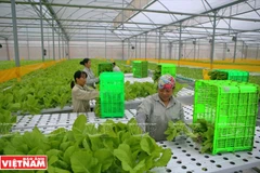 Agilizan la cadena de la agricultura orgánica de Vietnam