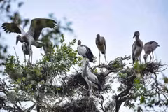 Implementan conservación urgente de aves silvestres en Vietnam 