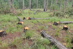 Vietnam intensificar manejo de deforestación de tierras boscosas