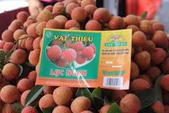 Exportarán lichi de Bac Giang por vía ferroviaria