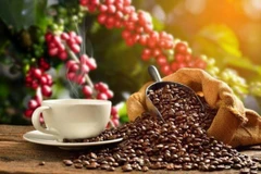 Exportaciones de café de Vietnam aumentan 33,2% en primer semestre